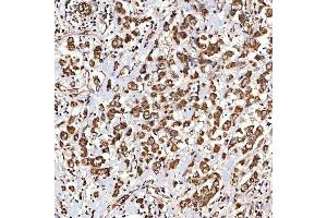 IHC analysis of NLRX1 using anti-NLRX1 antibody (ABIN7602716). (NLRX1 Antikörper  (AA 98-874))