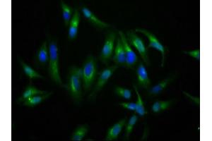 Immunofluorescence staining of Hela cells with ABIN7161322 at 1:200, counter-stained with DAPI. (Neuroligin 4 Antikörper  (AA 383-494))
