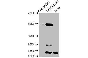Immunoprecipitating HIST1H2BC in HepG2 whole cell lysate (treated with 30 mM sodium butyrate for 4h) Lane 1: Rabbit control IgG instead of ABIN7139161 in HepG2 whole cell lysate (treated with 30 mM sodium butyrate for 4h). (Histone H2B Antikörper  (acLys15))