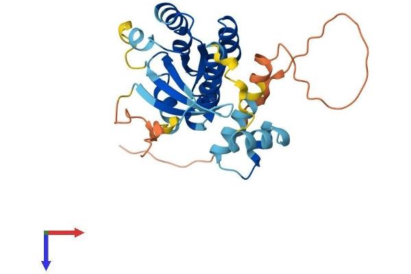 RAB40C Protein (AA 1-281) (His tag)