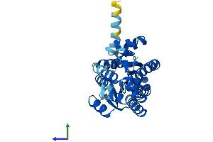 AlphaFold protein structure predicition of Human Recombinant SDR9C7 Protein, UniprotID Q8NEX9