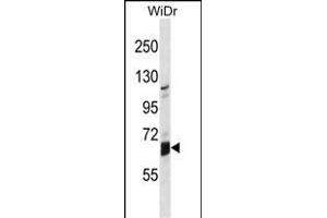 GLB1L Antibody (N-term) (ABIN1539000 and ABIN2849961) western blot analysis in WiDr cell line lysates (35 μg/lane). (GLB1L Antikörper  (N-Term))