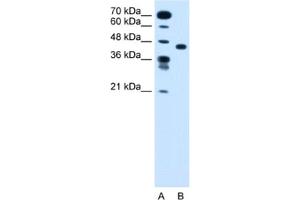 Western Blotting (WB) image for anti-Solute Carrier Family 35, Member C1 (SLC35C1) antibody (ABIN2462760) (SLC35C1 Antikörper)