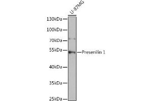 Western blot analysis of extracts of U-87MG cells, using Presenilin 1 antibody (ABIN3023159, ABIN3023160, ABIN3023161 and ABIN6219418) at 1:1000 dilution.