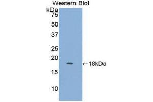 Western Blotting (WB) image for anti-Lymphocyte Antigen 96 (LY96) (AA 16-160) antibody (ABIN3202885) (LY96 Antikörper  (AA 16-160))