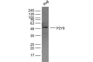 Raji lysates probed with P2Y8 Polyclonal Antibody, Unconjugated  at 1:300 dilution and 4˚C overnight incubation. (P2RY8 Antikörper  (AA 131-230))