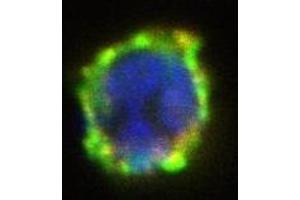Immunofluorescence (IF) image for anti-Ectonucleotide pyrophosphatase/phosphodiesterase 3 (ENPP3) antibody (PE) (ABIN400883) (ENPP3 Antikörper  (PE))