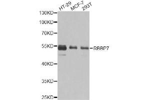 Western blot analysis of extracts of various cell lines, using RBBP7 antibody (ABIN6290864) at 1:1000 dilution. (RBBP7 Antikörper)
