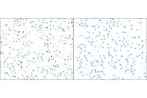 Immunocytochemistry (ICC) image for anti-Poly (ADP-Ribose) Polymerase 1 (PARP1) (AA 215-265) antibody (ABIN7455116)
