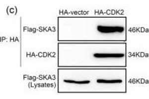 SKA3 inhibited the interaction between CDK2 and p53. (SKA3 Antikörper  (AA 201-300))