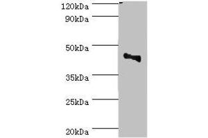 Western blot All lanes: CBX8 antibody at 2 μg/mL + Jurkat whole cell lysate Secondary Goat polyclonal to rabbit IgG at 1/10000 dilution Predicted band size: 43 kDa Observed band size: 43 kDa (CBX8 Antikörper  (AA 80-280))