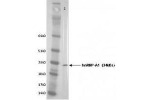 Image no. 1 for anti-Heterogeneous Nuclear Ribonucleoprotein A1 (HNRNPA1) antibody (ABIN108584) (HNRNPA1 Antikörper)