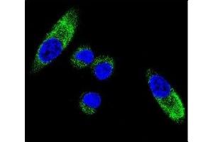 Immunofluorescence (IF) image for anti-Cytochrome P450, Family 1, Subfamily A, Polypeptide 1 (CYP1A1) (AA 252-280) antibody (ABIN3030671)