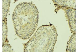 ABIN6274741 at 1/100 staining Mouse testis tissue by IHC-P. (MRPL41 Antikörper  (C-Term))
