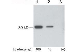 anti-B Tag antibody