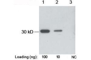 Lane 1-2: B-tag fusion protein in E. (B Tag Antikörper)