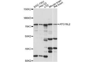 Western blot analysis of extracts of various cell lines, using ATG16L2 antibody (ABIN6294039) at 1:1000 dilution. (ATG16L2 Antikörper)