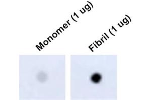 Dot Blot analysis using Mouse Anti-Tau Monoclonal Antibody, Clone 1D5 (ABIN6952067). (tau Antikörper  (APC))