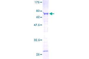 Image no. 1 for Sperm Associated Antigen 6 (SPAG6) (AA 1-458) protein (GST tag) (ABIN1321061) (SPAG6 Protein (AA 1-458) (GST tag))