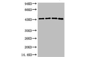 Western blot analysis of 1) Hela, 2) 293T, 3) Mouse Brain Tissue, 4) Rat Brain Tissue using GAP-43 Monoclonal Antibody. (GAP43 Antikörper)