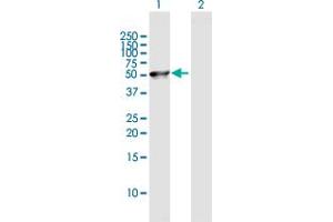 Western Blot analysis of C8orf30A expression in transfected 293T cell line by C8orf30A MaxPab polyclonal antibody. (FAM203B Antikörper  (AA 1-390))