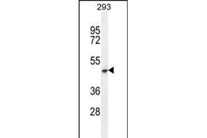 COCH Antibody (C-term) (ABIN655279 and ABIN2844871) western blot analysis in 293 cell line lysates (35 μg/lane). (COCH Antikörper  (C-Term))