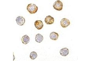 Immunohistochemistry (IHC) image for anti-Disrupted in Schizophrenia 1 (DISC1) (Middle Region) antibody (ABIN1030920) (DISC1 Antikörper  (Middle Region))