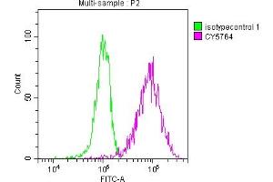 Flow Cytometry (FACS) image for anti-Pyruvate Kinase M1/2 (PKM) antibody (ABIN7127769)
