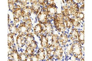 Immunohistochemistry analysis of paraffin-embedded human stomach using Claudin 5 Polyclonal Antibody at dilution of 1:400.