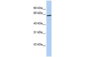 ZNF397 antibody used at 5 ug/ml to detect target protein. (ZNF397 Antikörper  (Middle Region))