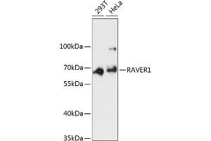 Western blot analysis of extracts of various cell lines, using R antibody (ABIN6130680, ABIN6146734, ABIN6146735 and ABIN6217020) at 1:3000 dilution. (RAVER1 Antikörper  (AA 390-490))
