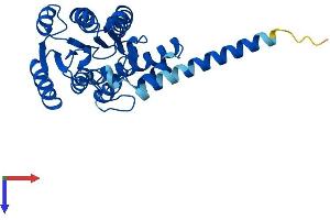 HSD17B12 Protein (AA 1-312) (His tag)