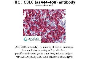 Image no. 1 for anti-Cbl proto-oncogene C (CBLC) (AA 444-458) antibody (ABIN1732716) (CBLC Antikörper  (AA 444-458))