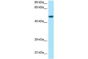 WB Suggested Anti-Rcc1 Antibody Titration: 1. (RCC1 Antikörper  (N-Term))
