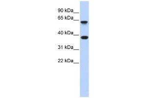 Epsin 2 antibody used at 1 ug/ml to detect target protein. (Epsin 2 Antikörper  (Middle Region))
