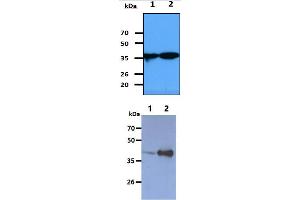 The cell lysates (40ug) were resolved by SDS-PAGE, transferred to PVDF membrane and probed with anti-human NANS antibody (1:1000). (NANS Antikörper)