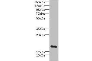 Western blot All lanes: MYL7 antibody IgG at 2. (MYL7 Antikörper  (AA 1-175))