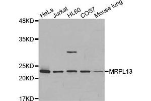 Western Blotting (WB) image for anti-Mitochondrial Ribosomal Protein L13 (MRPL13) antibody (ABIN1877008) (MRPL13 Antikörper)
