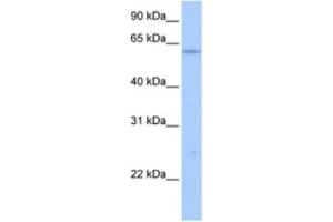Western Blotting (WB) image for anti-Transcription Factor 12 (TCF12) antibody (ABIN2463808) (TCF12 Antikörper)