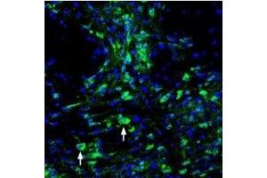 Expression of ASIC3 in mouse dorsal raphe nucleusImmunohistochemical staining of perfusion-fixed frozen mouse brain sections using Guinea pig Anti-ASIC3 Antibody (ABIN7042916, ABIN7045408 and ABIN7045409), (1:200), followed by goat-anti-guinea pig-AlexaFluor-488 secondary antibody.