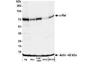 Western Blotting (WB) image for anti-REL proto-oncogene (c-Rel) (C-Term) antibody (ABIN7795771)