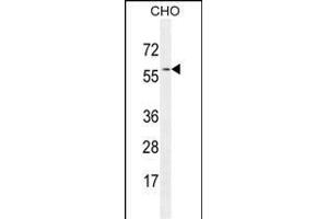 GTPBP2 Antibody (C-term) (ABIN654178 and ABIN2844034) western blot analysis in CHO cell line lysates (35 μg/lane).