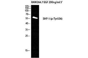 Western Blotting (WB) image for anti-Protein-tyrosine Phosphatase 1C (PTPN6) (pTyr536) antibody (ABIN3173194) (SHP1 Antikörper  (pTyr536))