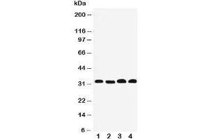 Western blot testing of Prohibitin 2 antibody and Lane 1: human PANC;  2: (h) COLO320;  3: (h) U87cell lysate;  4: mouse HEPA. (Prohibitin 2 Antikörper  (Middle Region))
