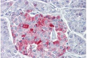 Anti-PCSK1 antibody IHC staining of human pancreas. (PCSK1 Antikörper  (AA 683-732))
