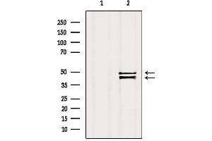 Western blot analysis of extracts from Mouse brain, using ZnT3 Antibody. (Slc30a3 Antikörper  (C-Term))