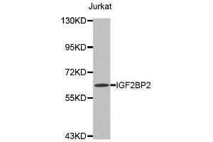 Western blot analysis of extracts of Jurkat cell line, using IGF2BP2 antibody. (IGF2BP2 Antikörper  (C-Term))