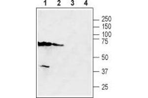 Western blot analysis of mouse kidney (lanes 1 and 3) and mouse testis (lanes 2 and 4) lysates: - 1,2. (SLC47A2 Antikörper  (6th Cytoplasmic Loop))