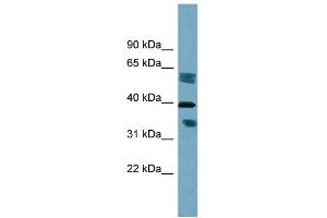 WB Suggested Anti-DHRS7B Antibody Titration:  0. (DHRS7B Antikörper  (Middle Region))