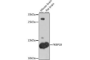 Western blot analysis of extracts of various cell lines, using FKBP1B antibody (ABIN6133701, ABIN6140652, ABIN7101838 and ABIN7101839) at 1:1000 dilution.